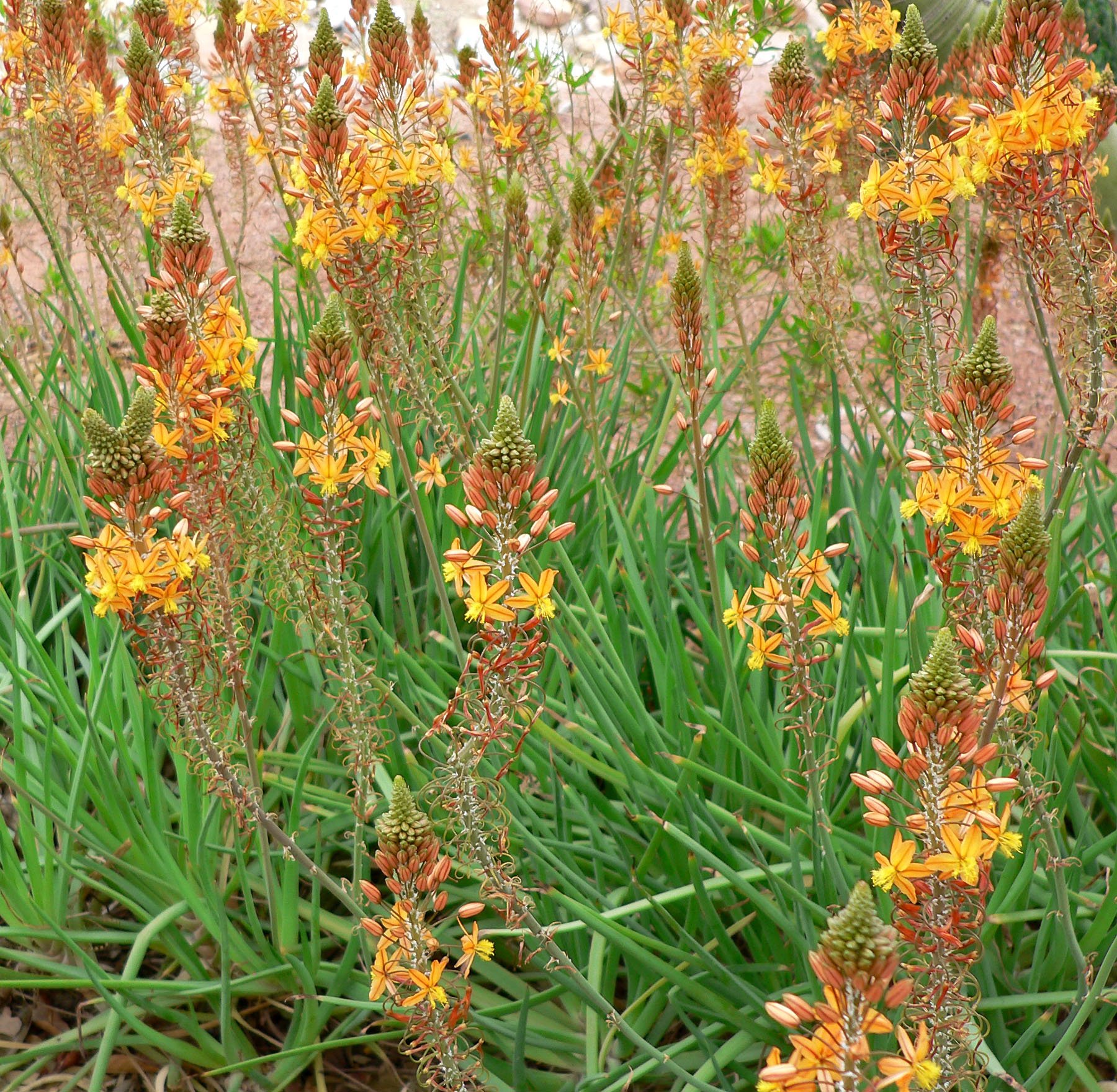 Bulbine frustescens