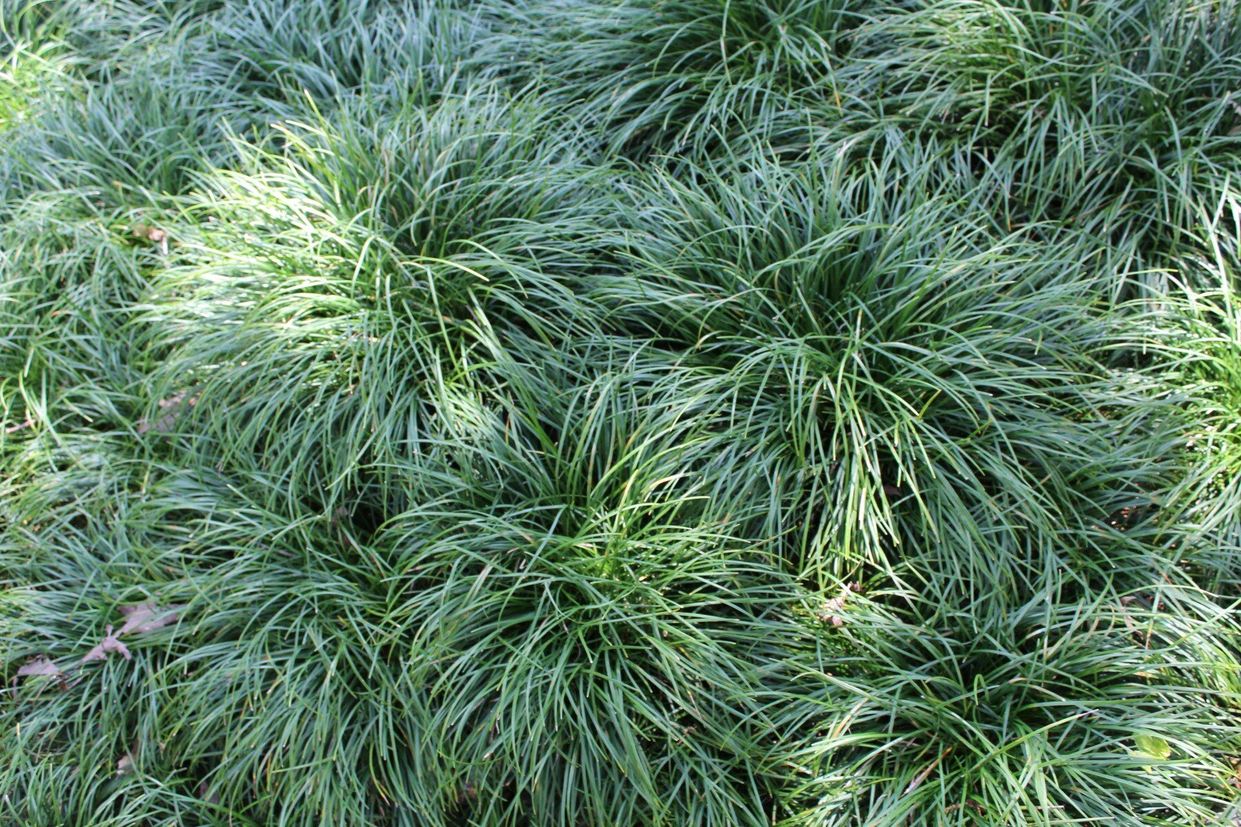 CC mondo grass