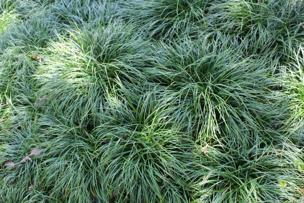 CC mondo grass
