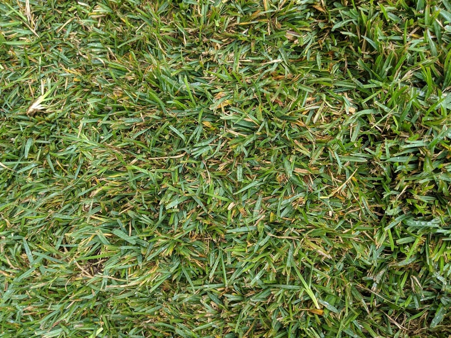 Classic St. Augustine grass