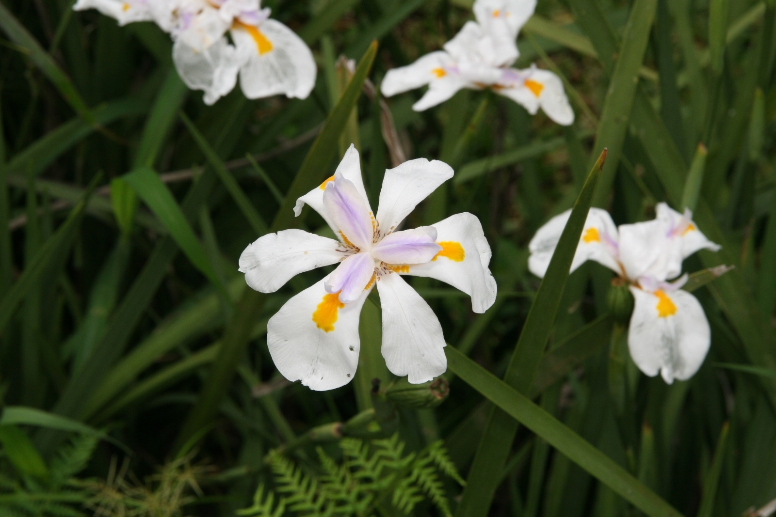 African Iris (Dietes iridioides) CC