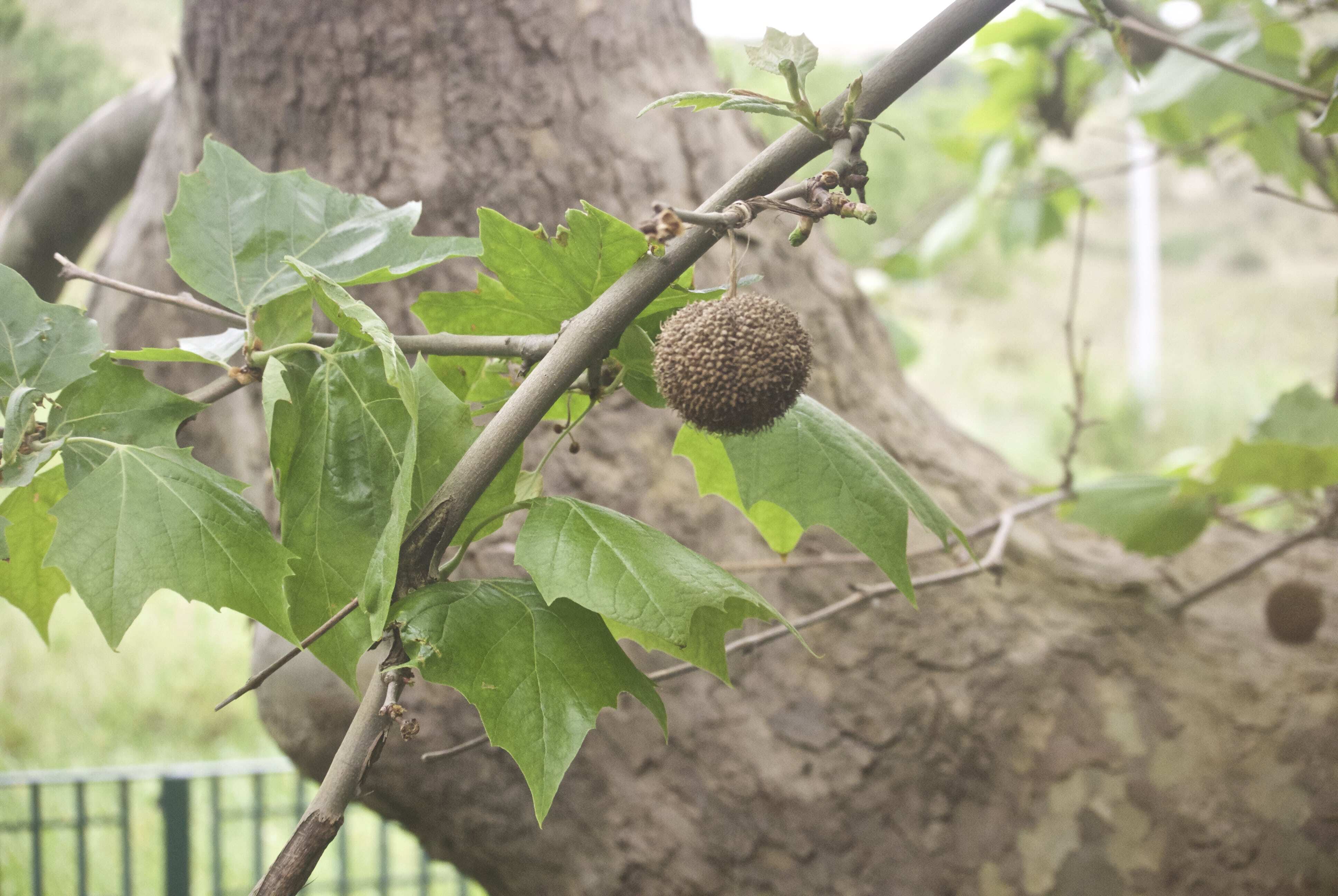 American Sycamore (Platanus occidentalis) CC-min