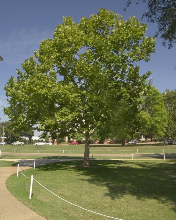 American Sycamore Tree