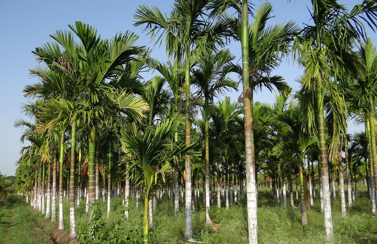 Areca Palm