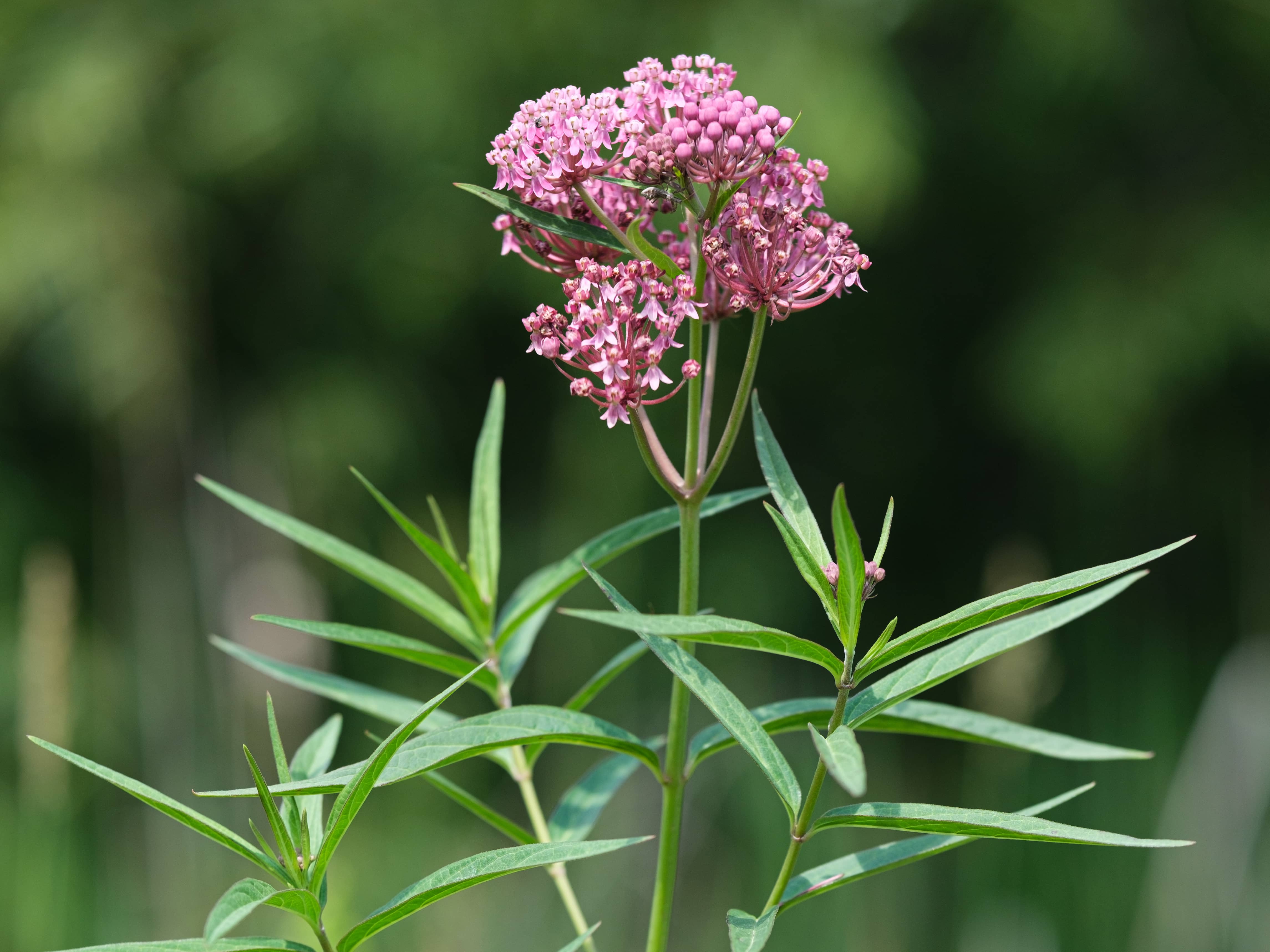 Asclepias_incarnata Swamp Milkweed CC