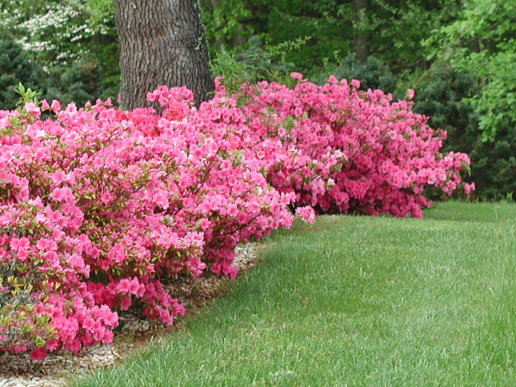 Azaleas