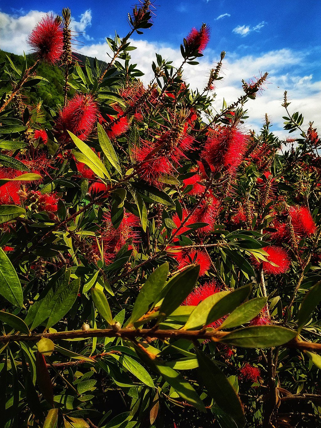 Bottlebrush for privacy