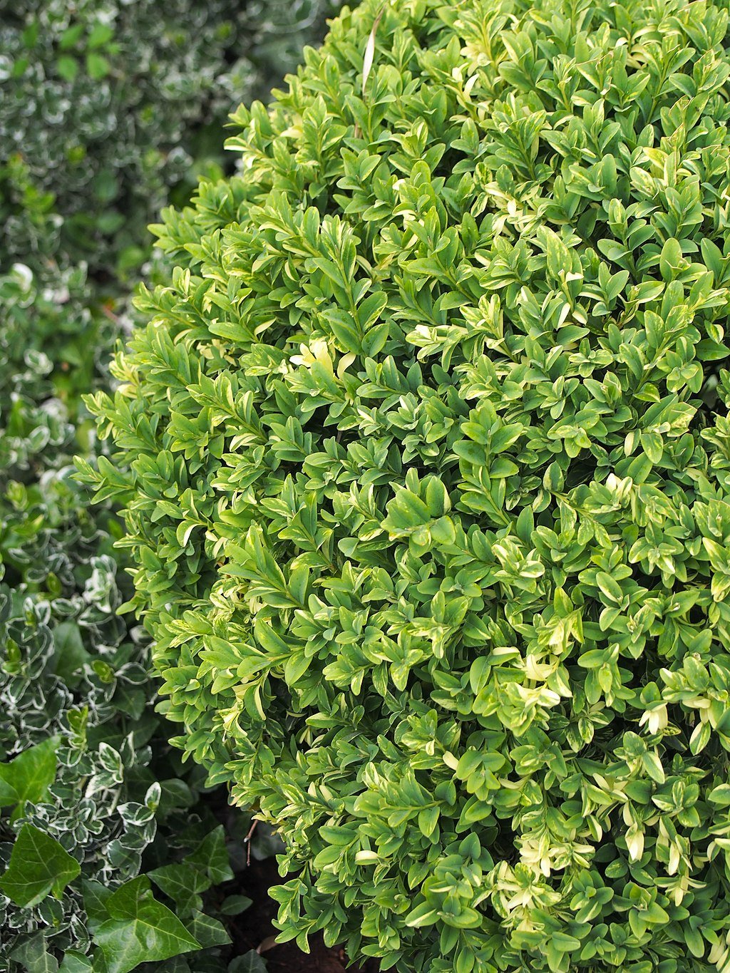 Boxwood