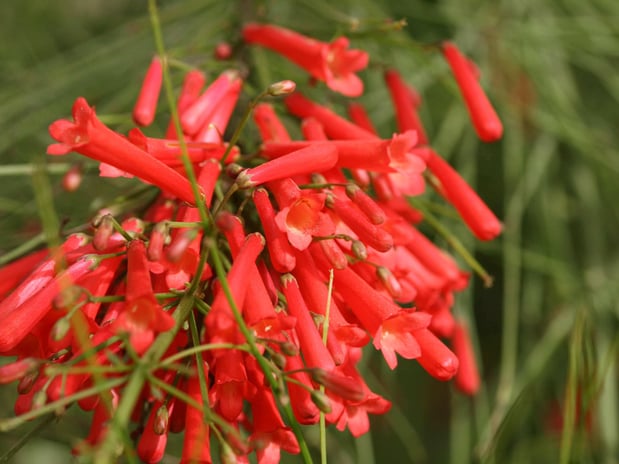CC - Firecracker Plant - Russelia equisetiformis