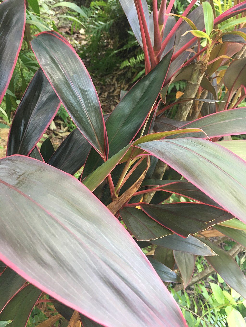 CC- Cordyline