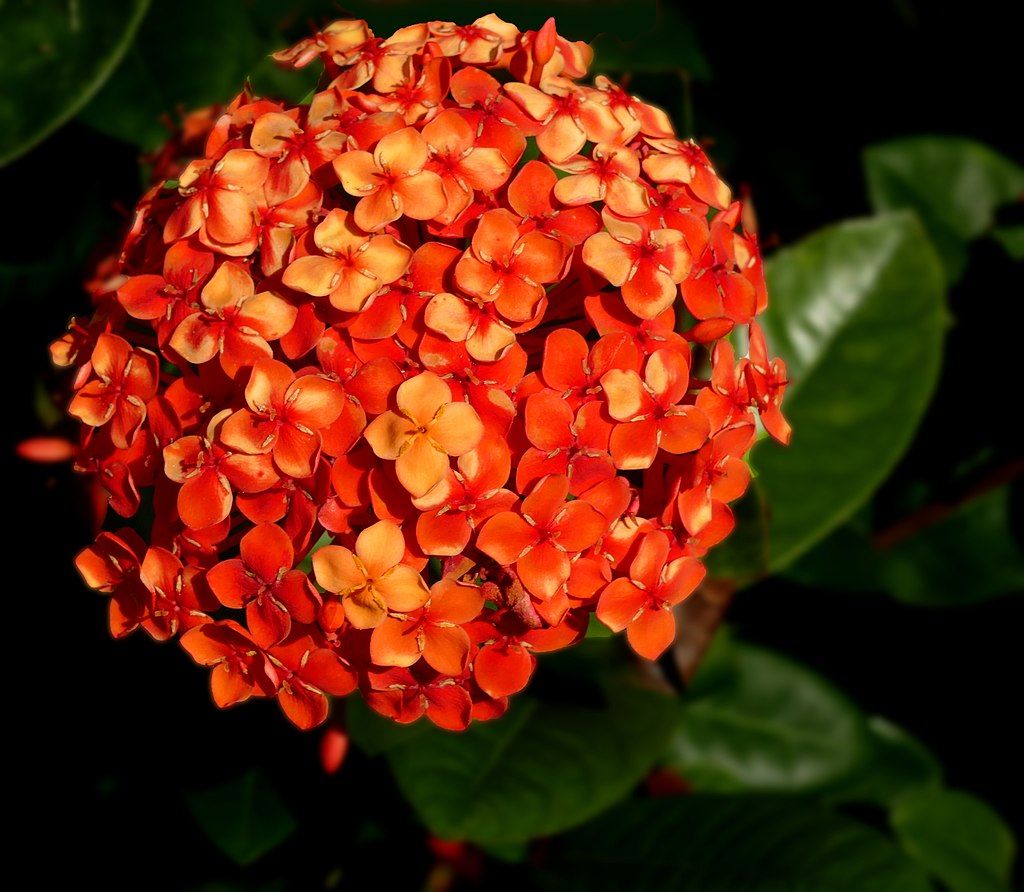 Ixora (creative commons)