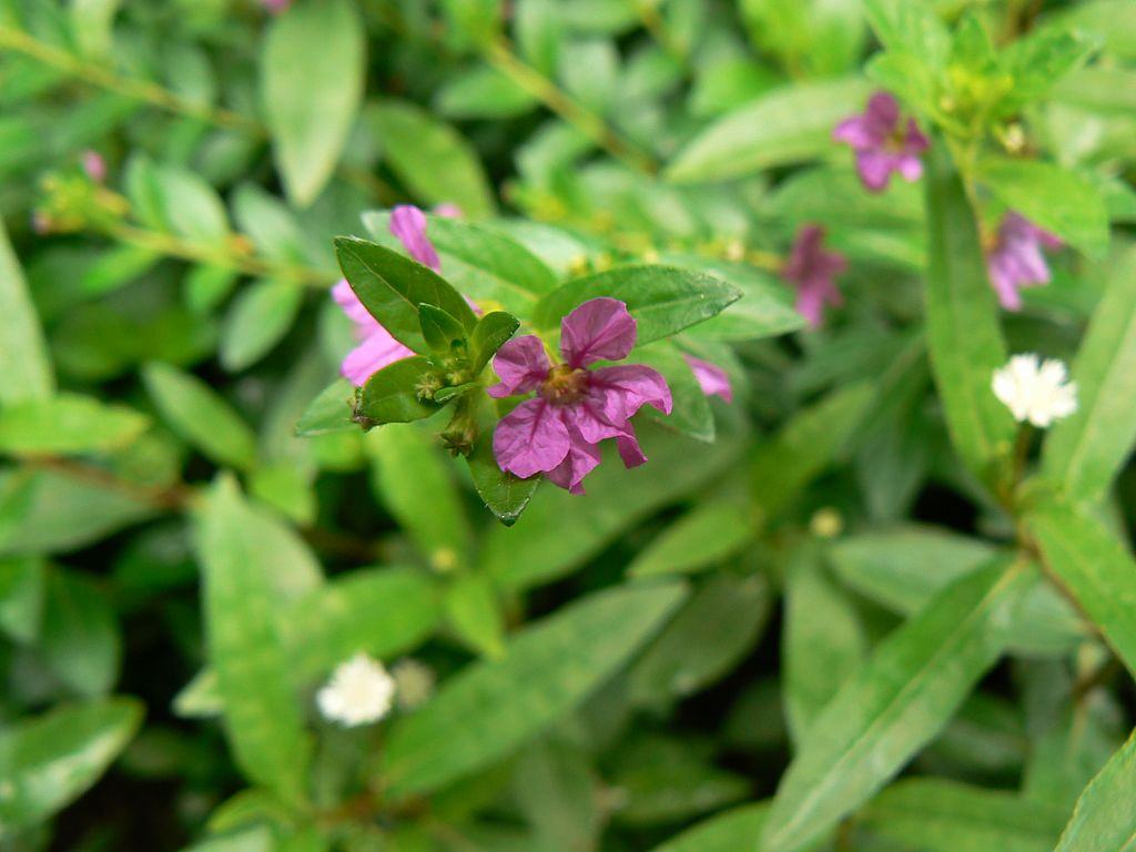 Mexican Heather