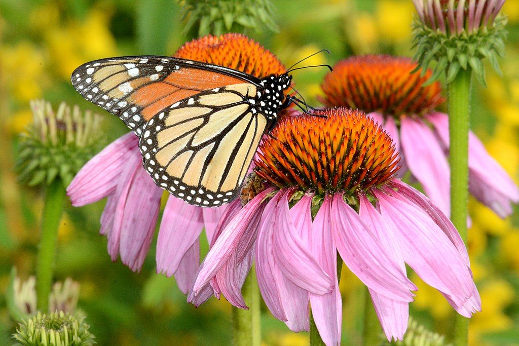 purple coneflower with monarch butterfly
