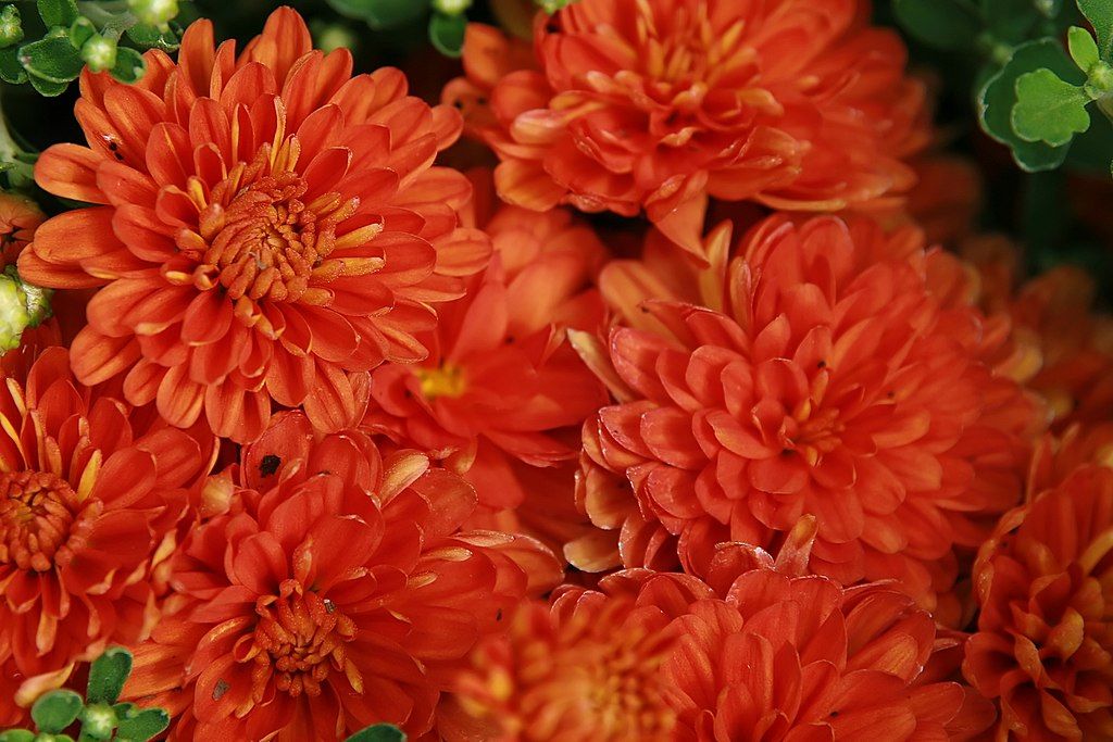 Chrysanthemum