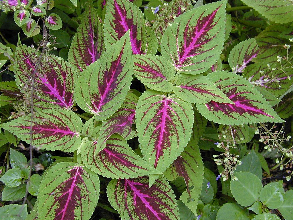 CC-Coleus