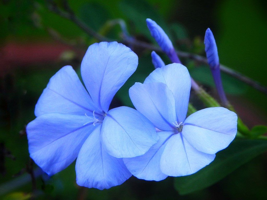 Plumbago