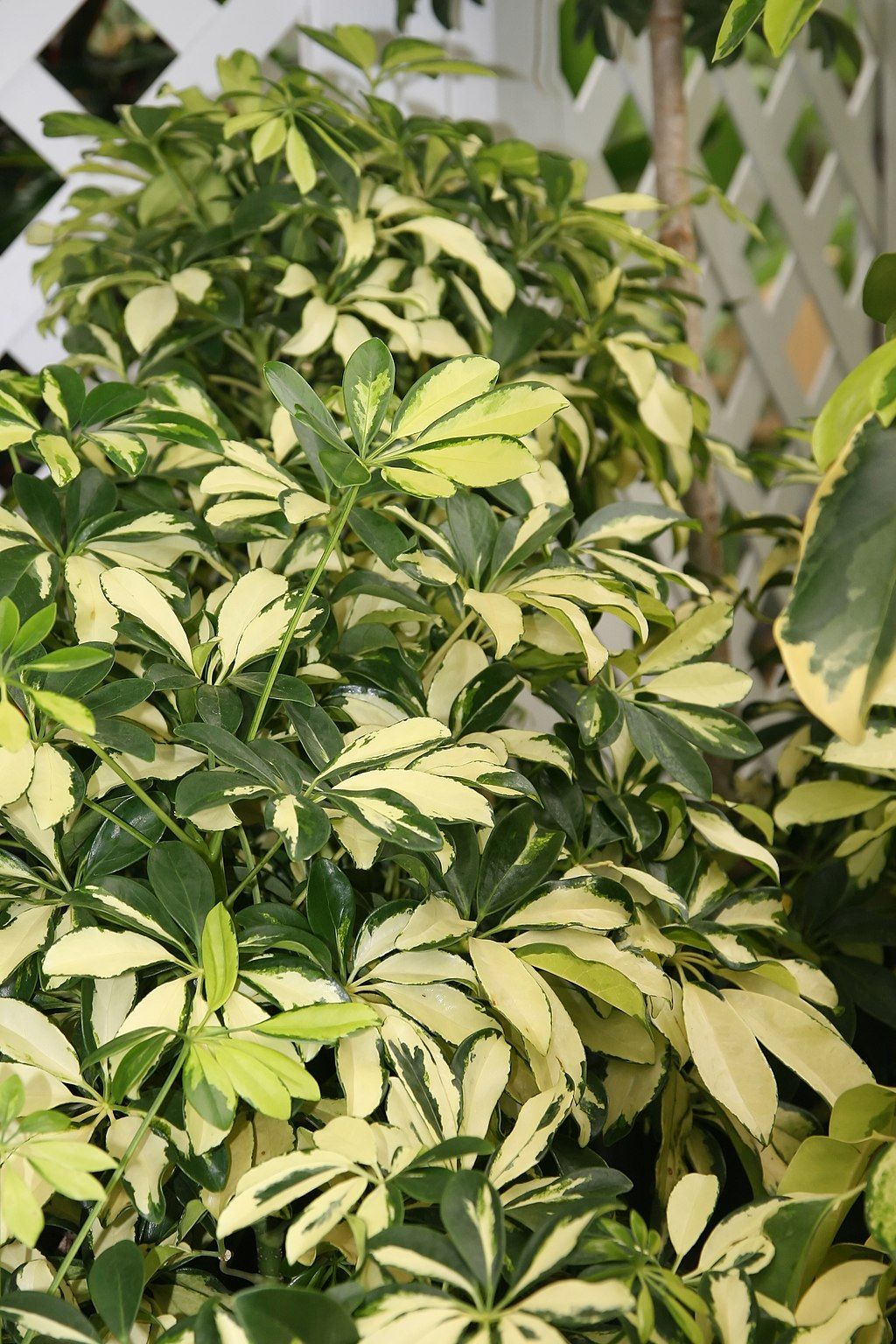 CC-Schefflera Arboricola