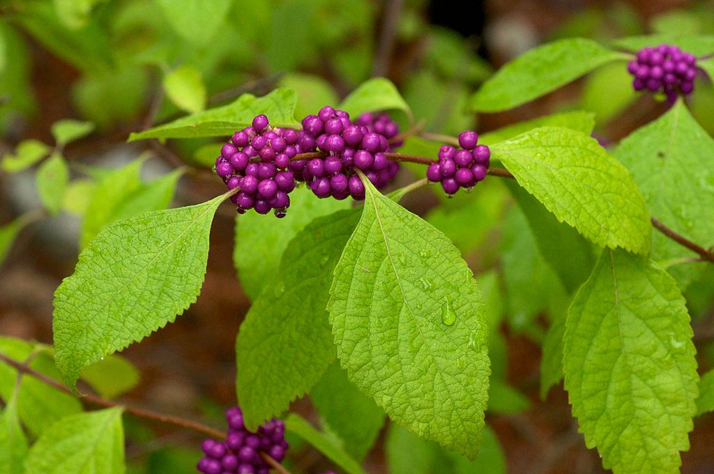 CC-american beautyberry