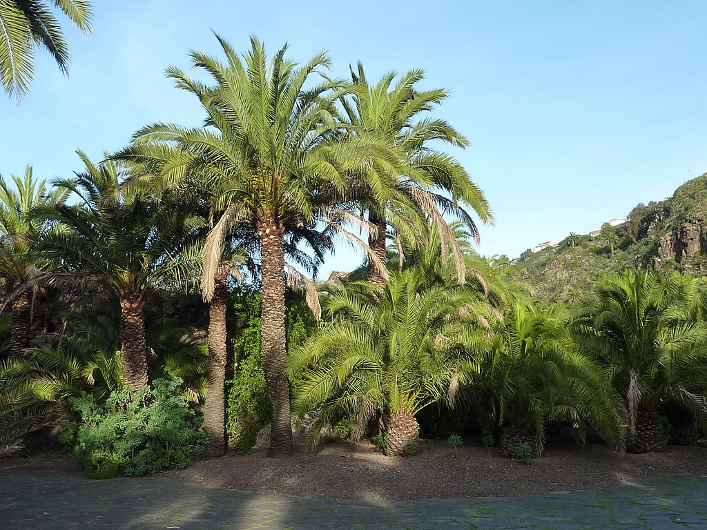 Canary island date palm