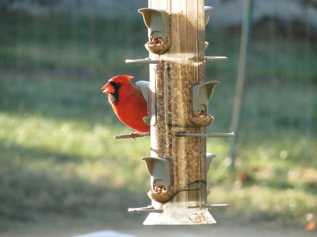 Cardinal on Bird Feeder