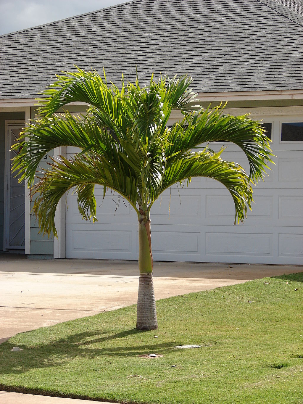 Christmas palm tree