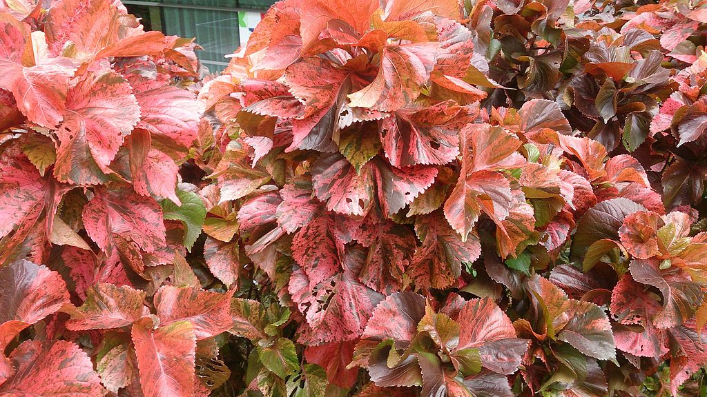 Copper Plant Acalypha wilkesiana