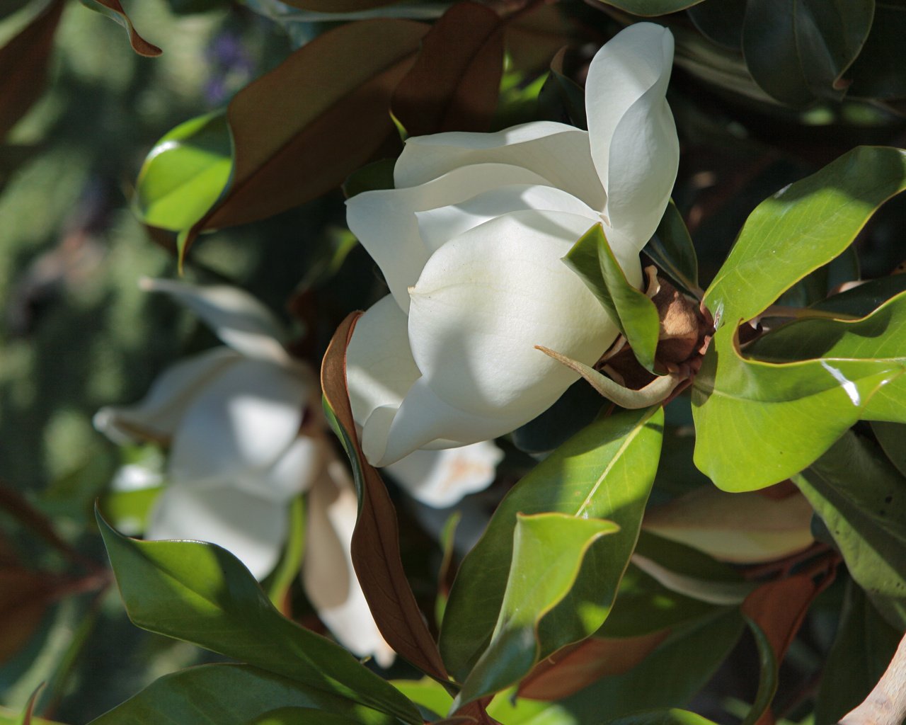 D.D. Blanchard Southern Magnolia (Magnolia grandiflora) CC