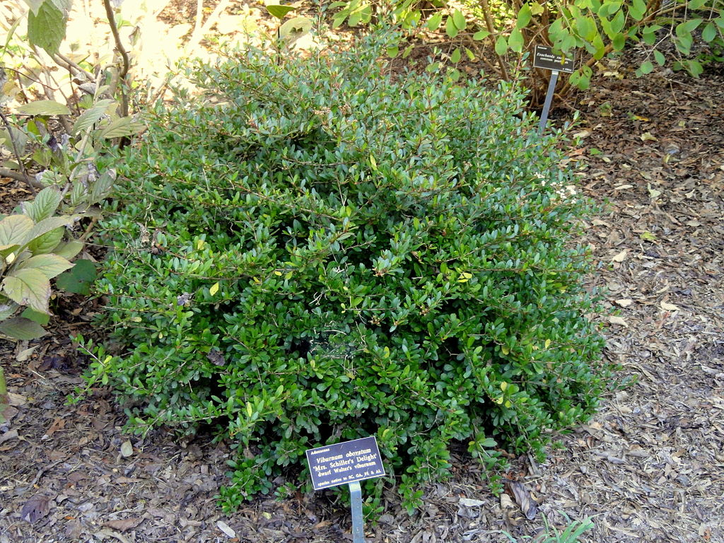 Dwarf Walters Viburnum