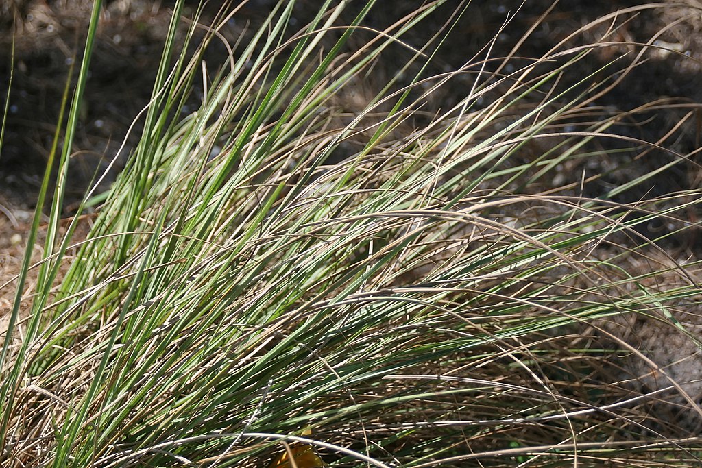 Fakahatchee Grass