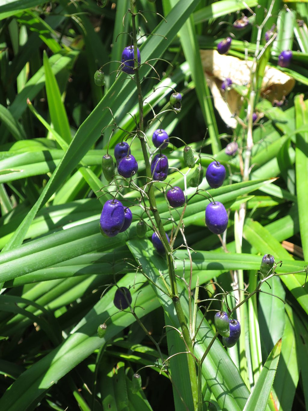 Flax Lily