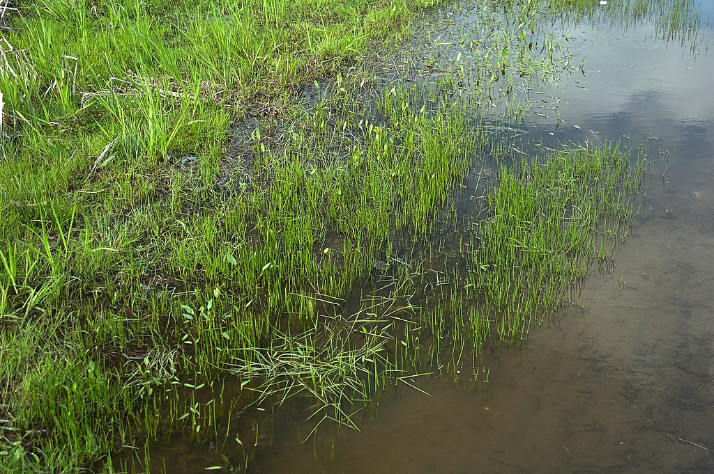 lawn with drainage problem