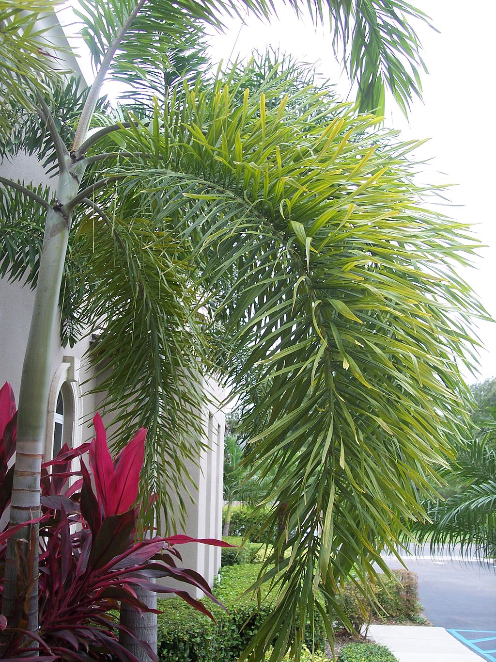 Foxtail Palm tree and Hawaiian Ti Plant
