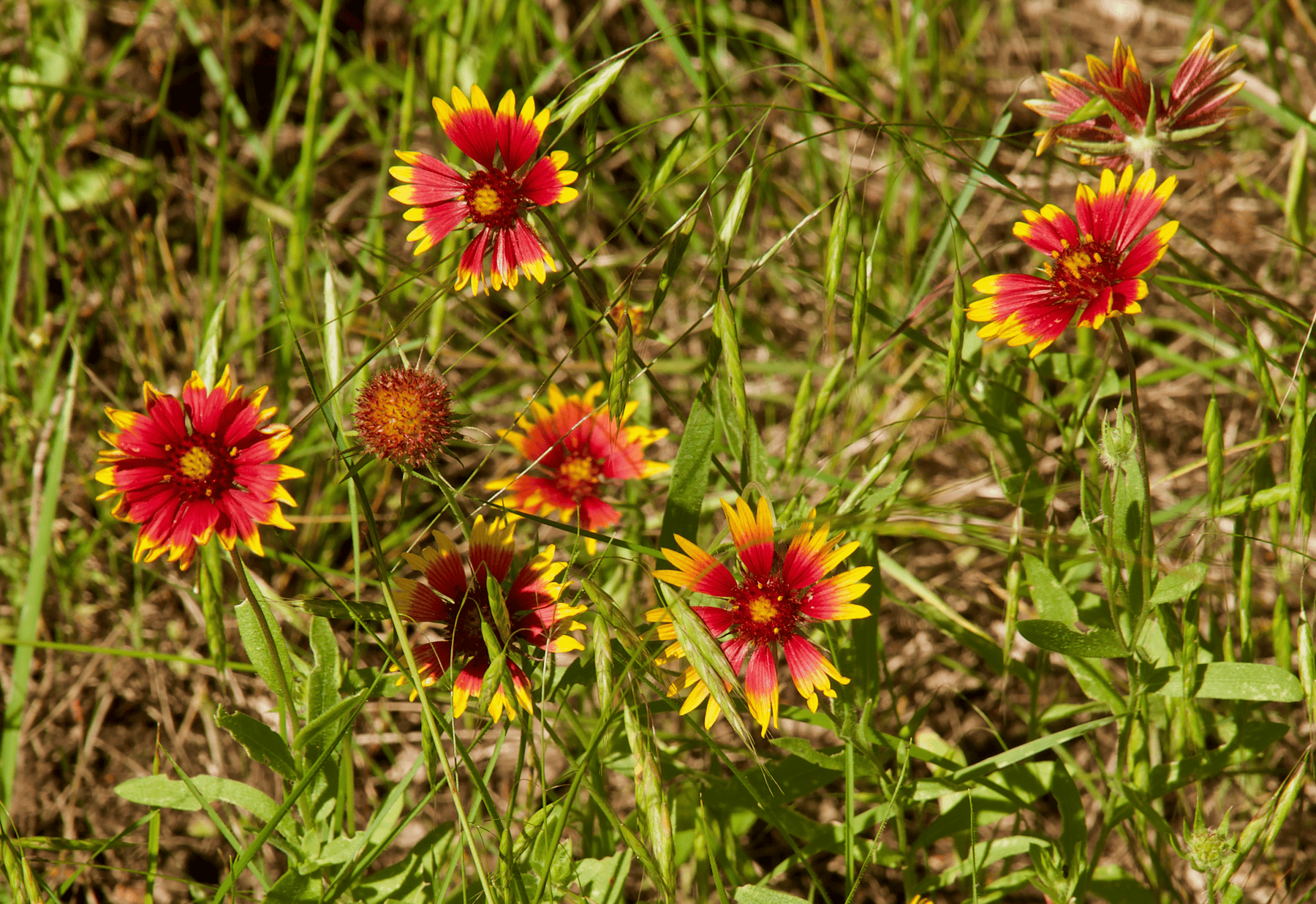 Gaillardia_pulchella CC