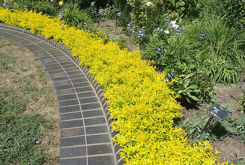 Gold Mound Duranta shrub