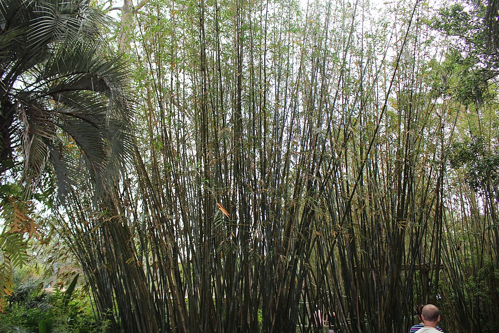 Graceful Clumping Bamboo