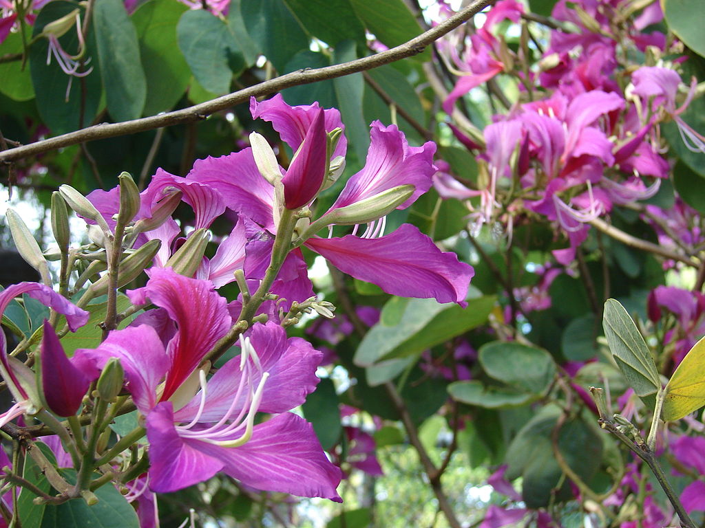 Hong Kong Orchid