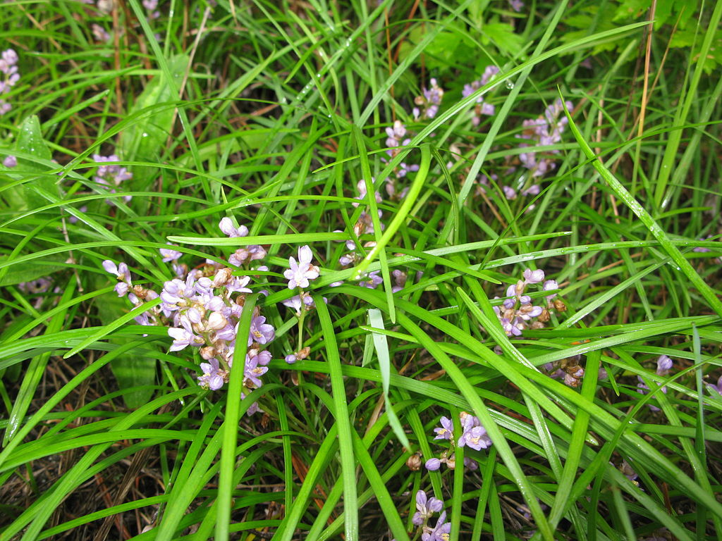 Liriope groundcover