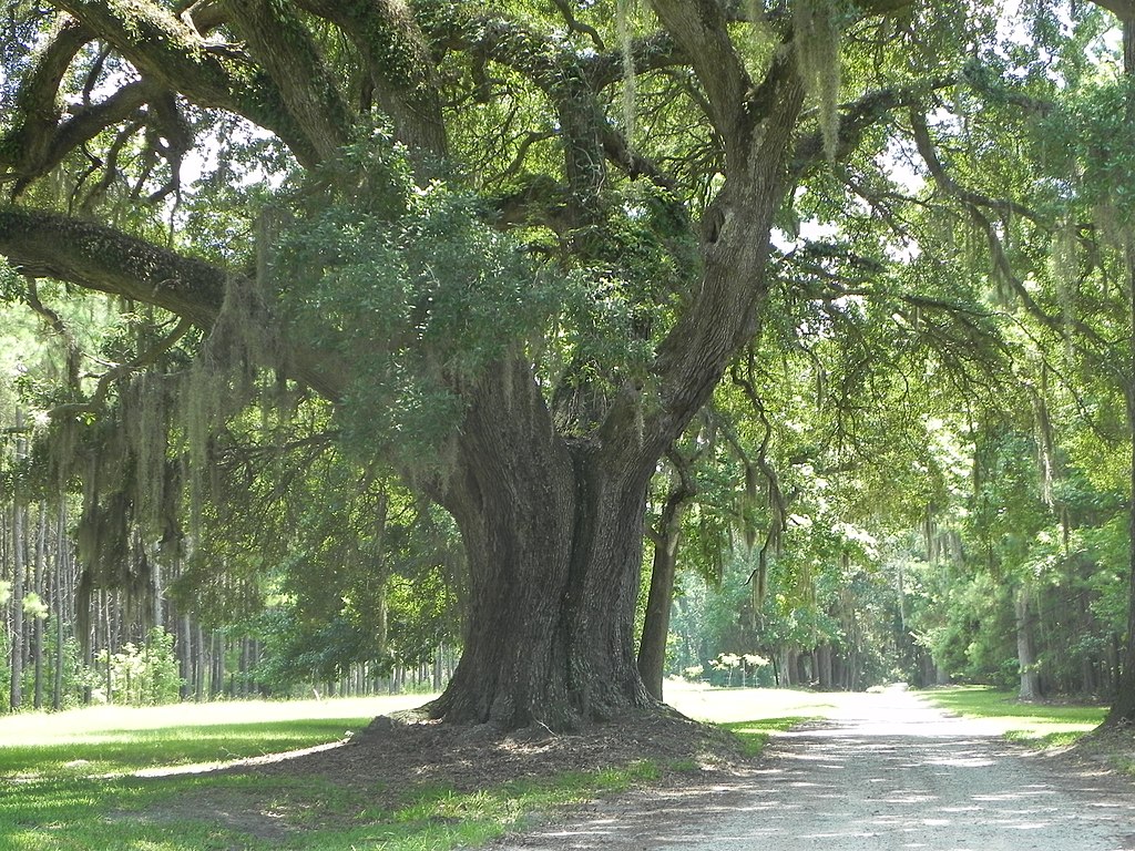 Live Oak Tree