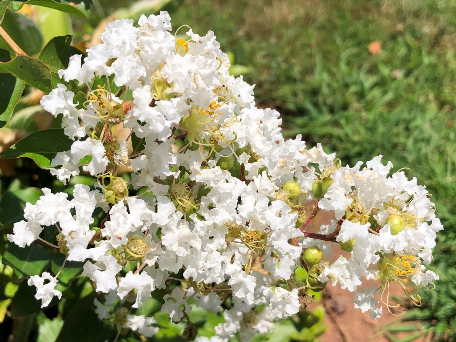 Natchez Crape Myrtle