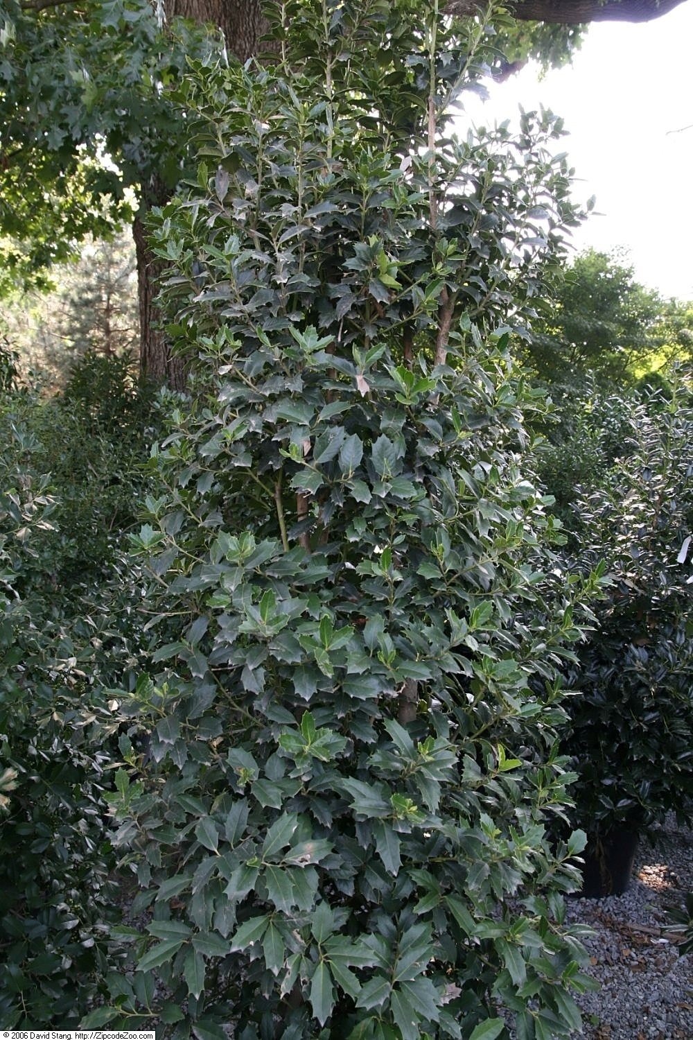 Oakleaf Holly