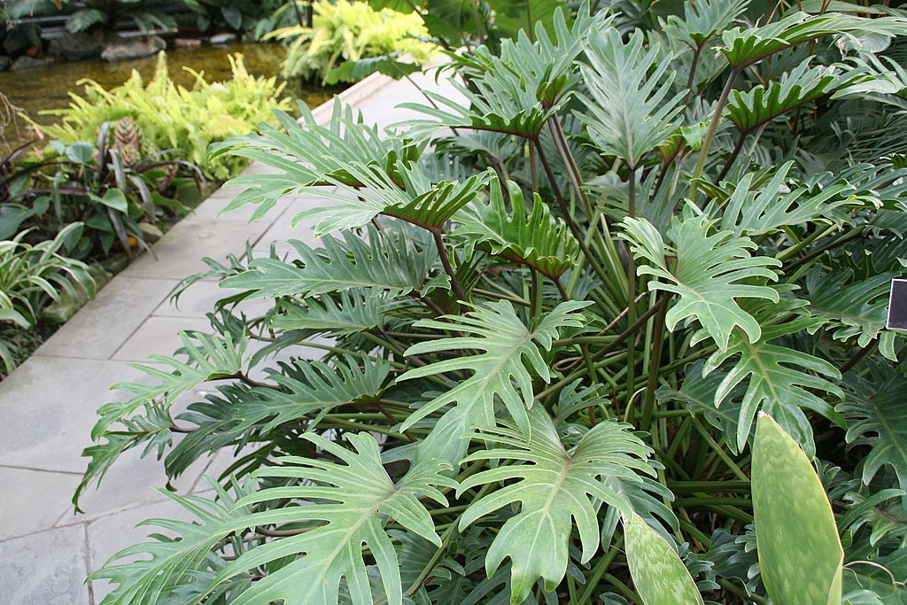 Philodendron Xanadu plant