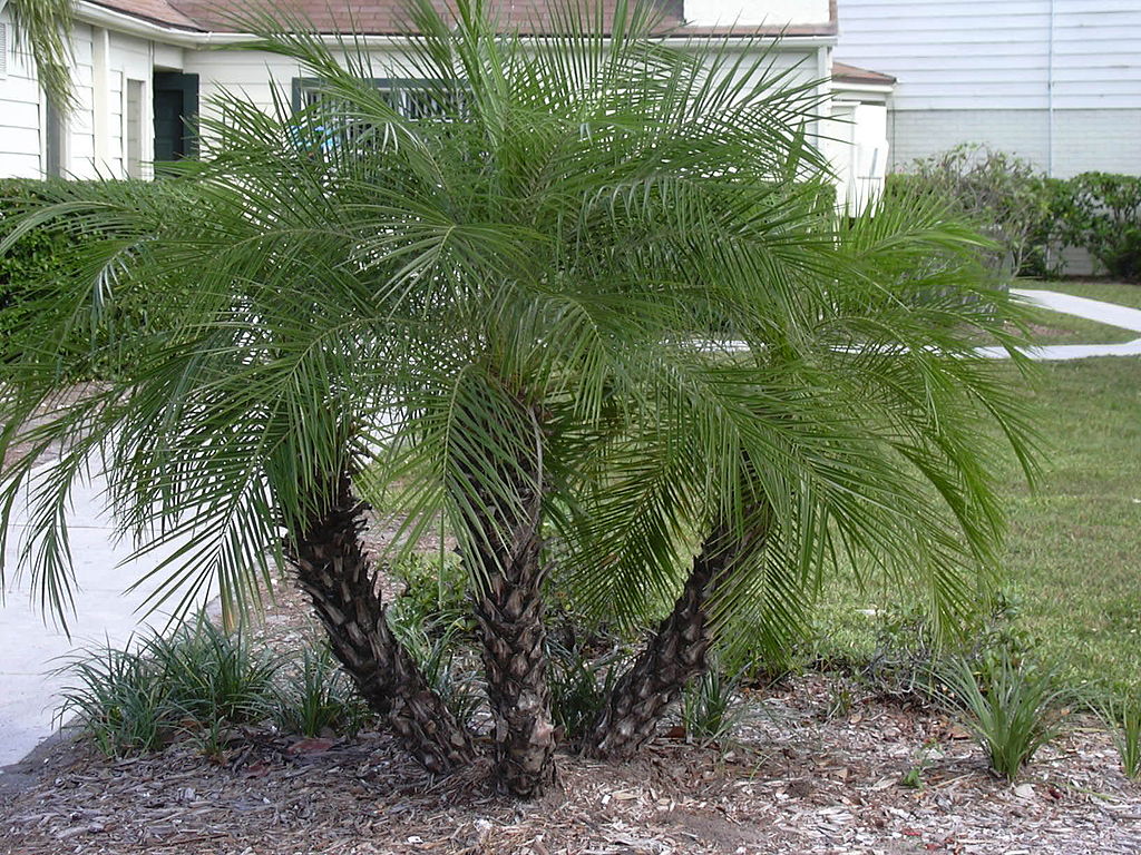 Phoenix Roebelenii landscape