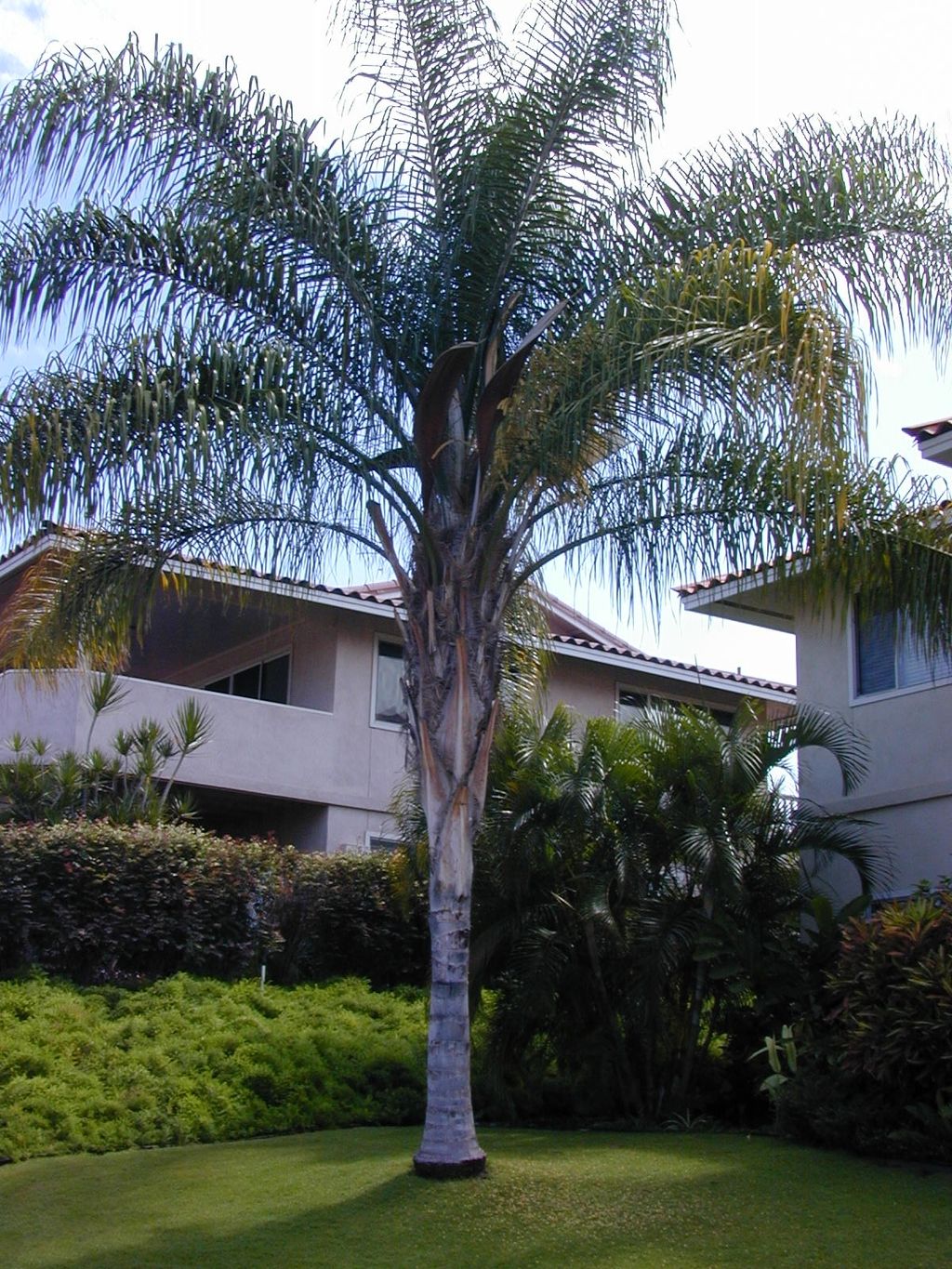 Queen Palm Tree