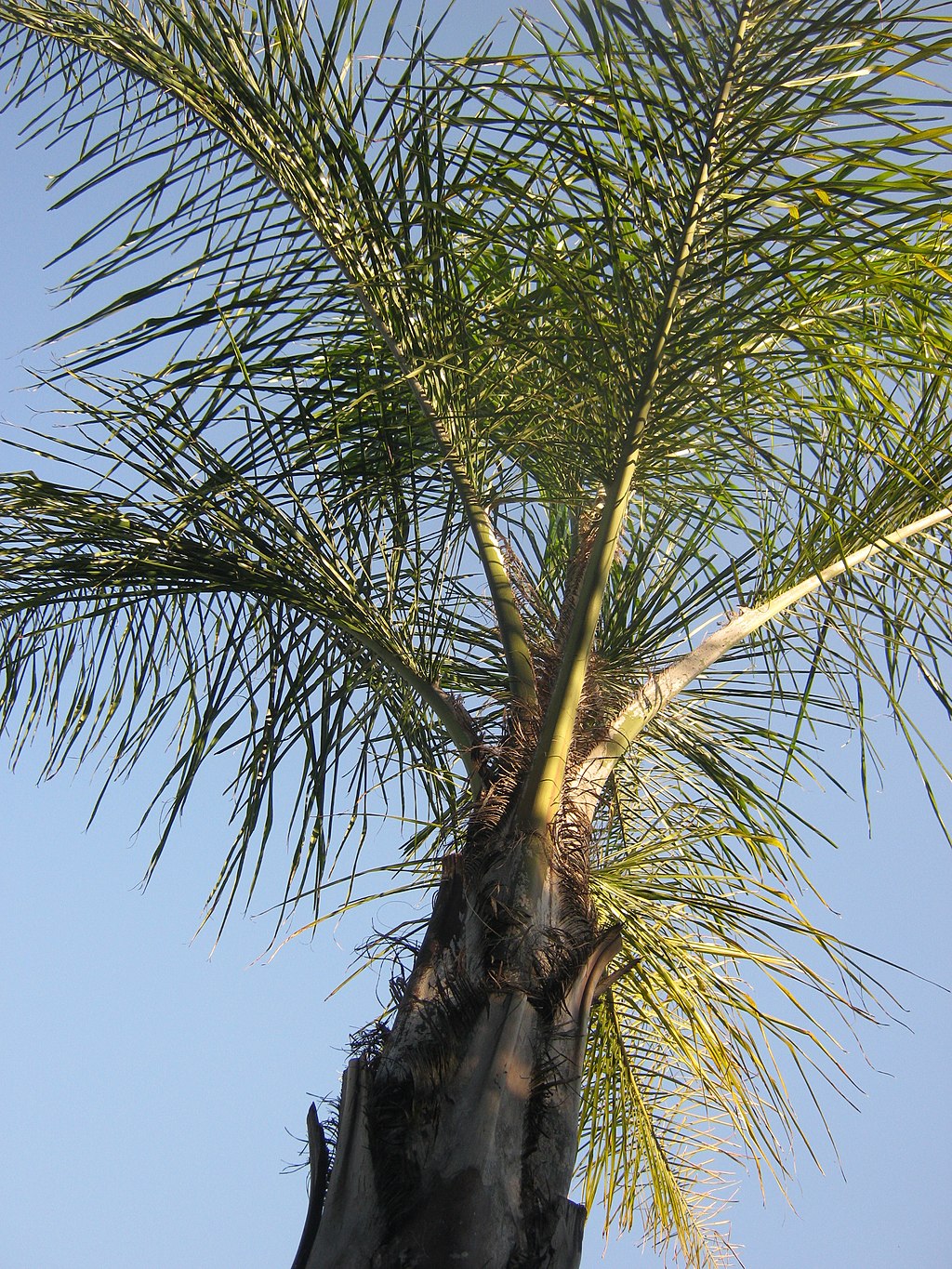 Queen Palm