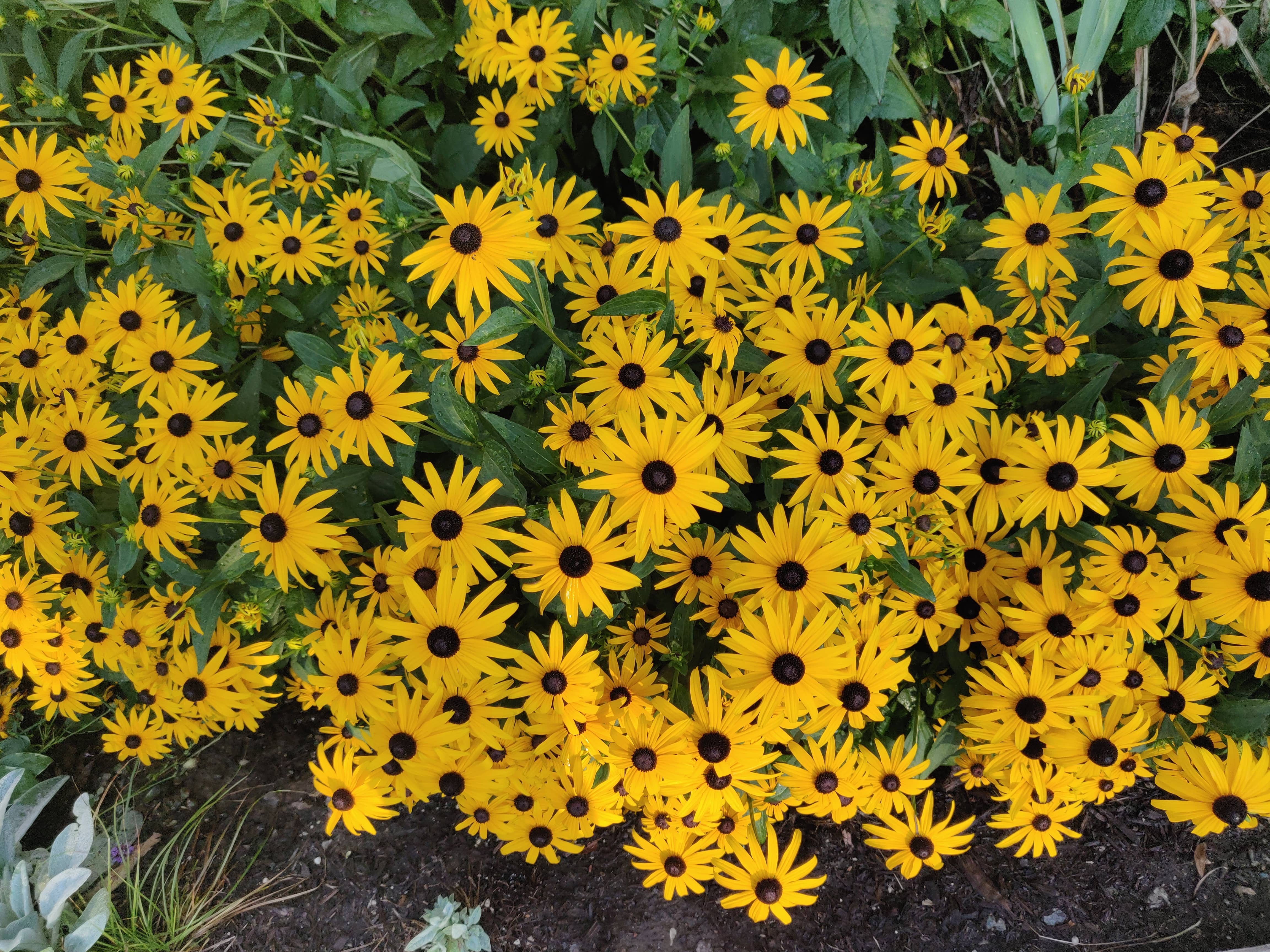 Rudbeckia Black Eyed Susan CC (1)