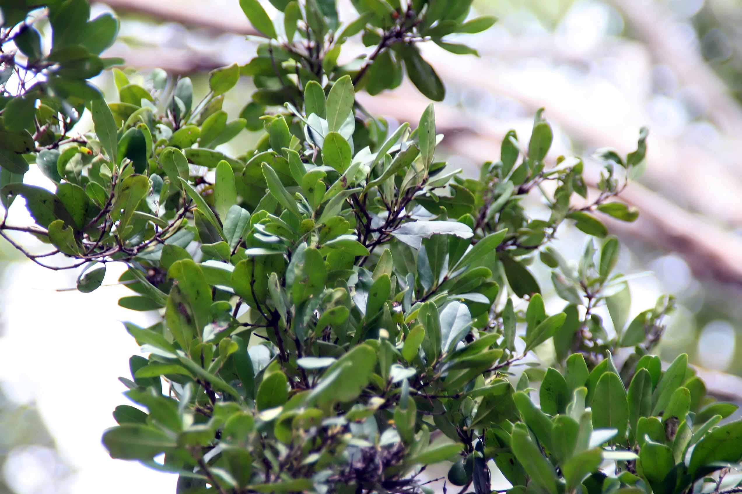 Simpsons Stopper (Myrcianthes_fragrans) CC