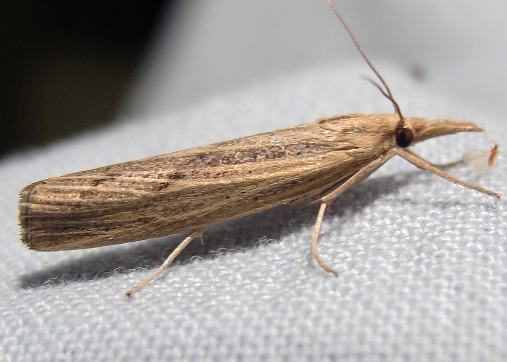 Sod Webworm Adult