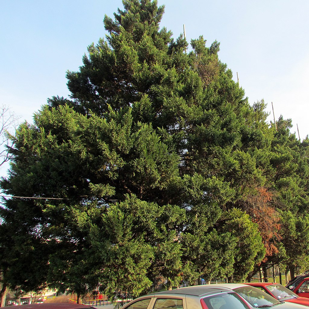 Southern Red Cedar Juniperus virginiana