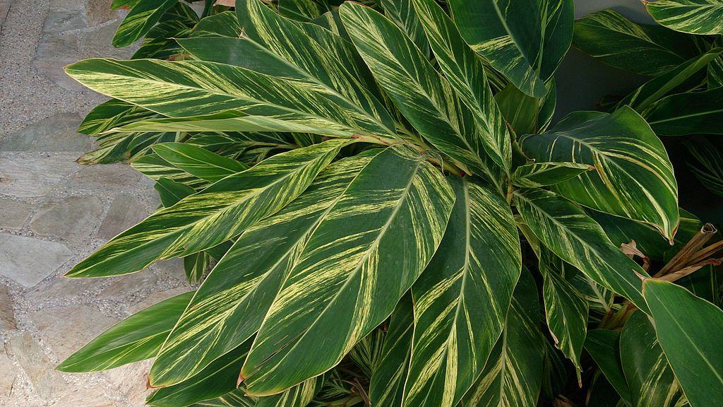 Variegated Shell Ginger