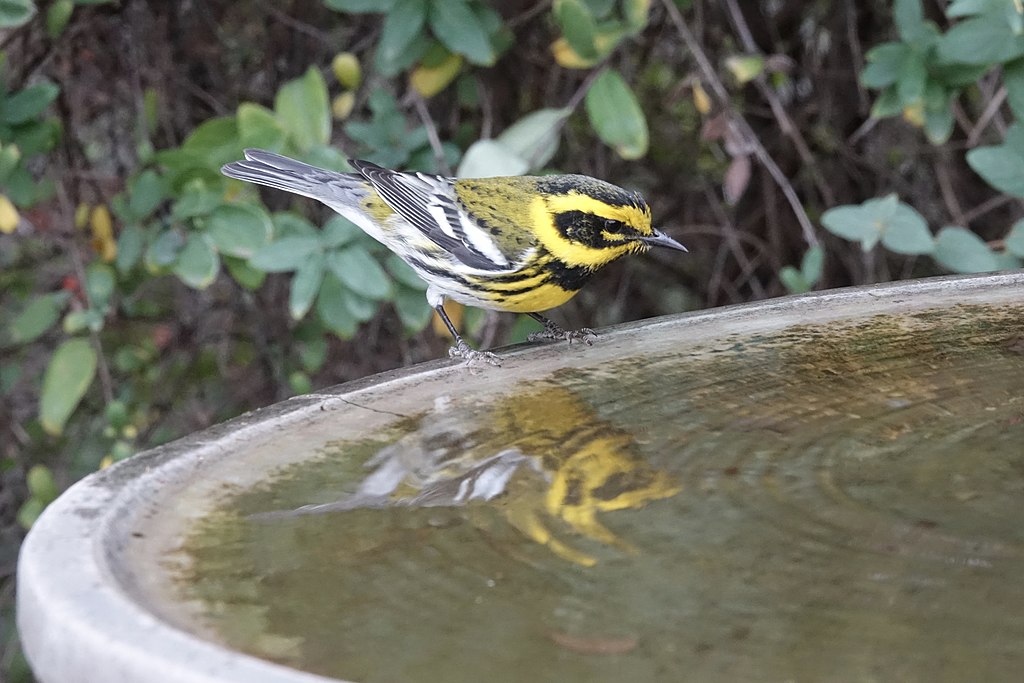 Warbler in Birdbath